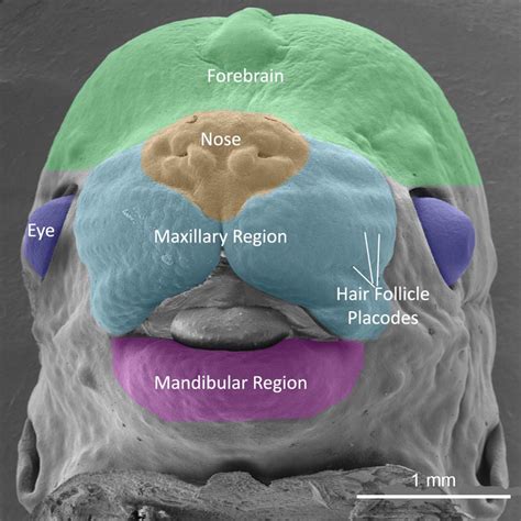 Mouse Anatomy | FaceBase