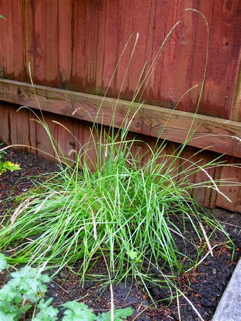 Bonney Lassie A Few Grasses In My Garden On A Wet Gray Day