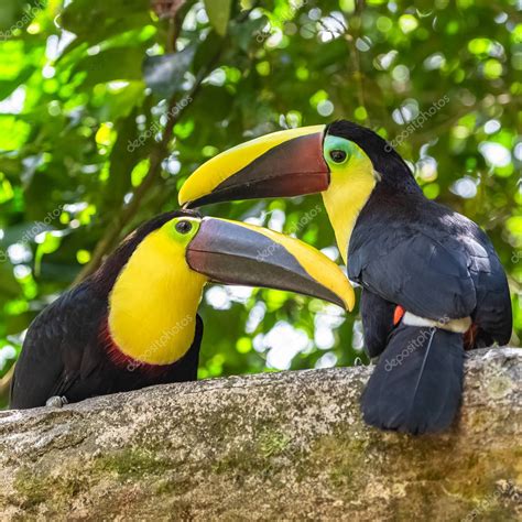 Tuc N De Mand Bula Negra Ramphastos Ambiguus Swainsonii P Jaro