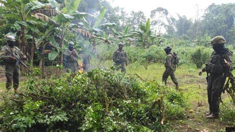 Militares Destruyeron Plantas De Coca En Putumayo