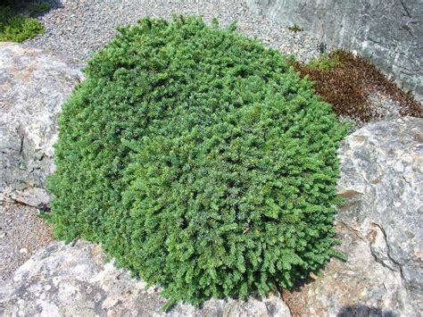 Picea mariana 'Nana' | North American Rock Garden Society