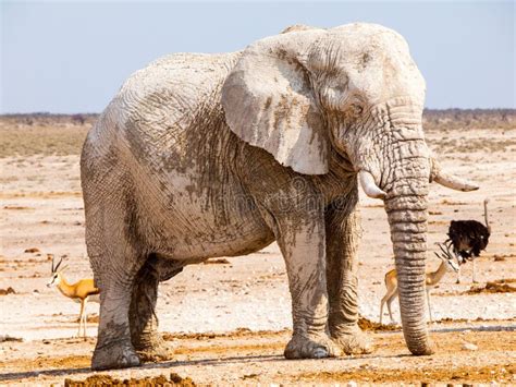 Afrikaanse Olifant Bij Het Water Rivier Chobe Botswana Afrika Stock