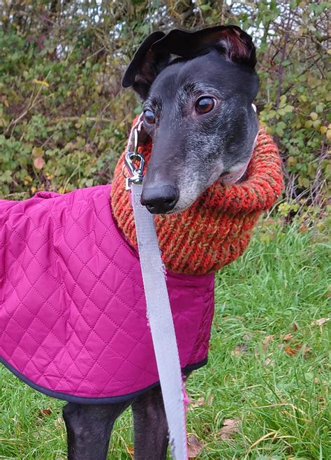 Bee In Her New Jacket R Greyhounds