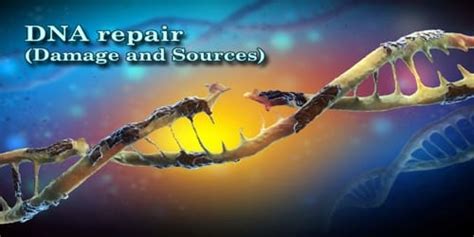 DNA repair (Damage and Sources) - Zoefact