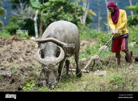 Philippines carabao hi-res stock photography and images - Alamy