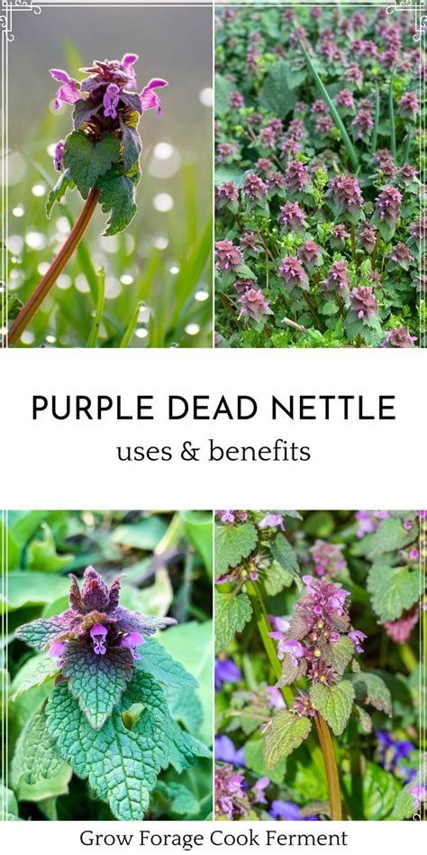 Foraging for purple dead nettle an edible backyard weed – Artofit