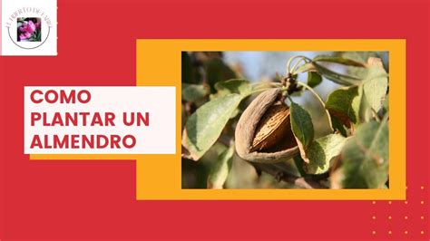 Como Plantar Un Almendro Youtube