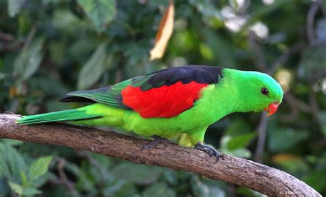 Red Winged Parrot Male Laurence Sanders Flickr