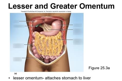 Greater Omentum The Transverse Colon Diagram Quizlet, 60% OFF