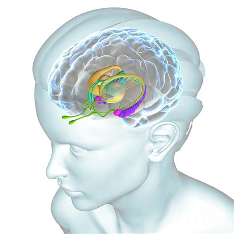 Anatomy Of The Brain Photograph By Fernando Da Cunha Science Photo