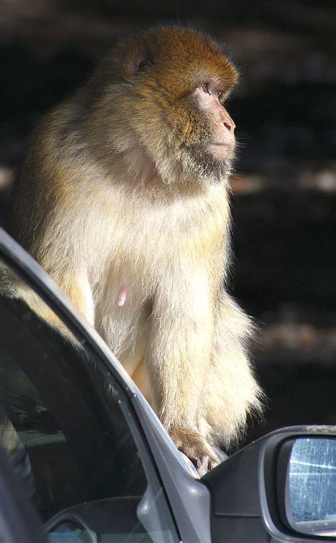 Un singe en hiver Au cèdre Gouraud près d Ifrane Moyen Jean