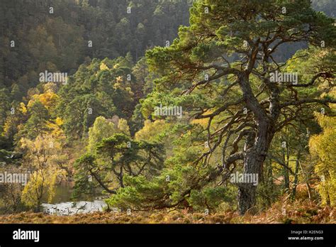 Scots Pine Pinus Sylvestris In Native Caledonian Forest Glen