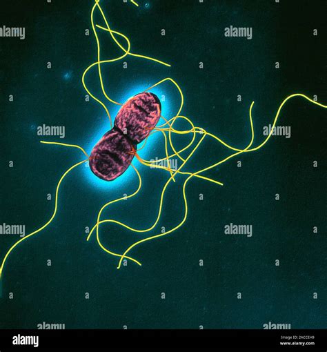 Salmonella Typhimurium Coloured Scanning Electron Micrograph Sem Of