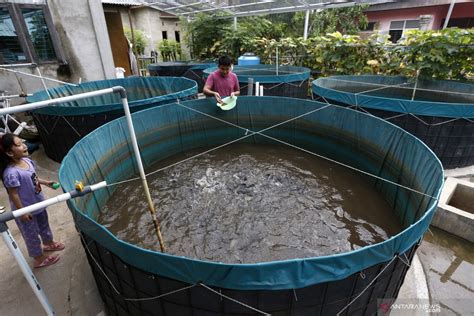 KKP UNIDO Selenggarakan Pelatihan Budidaya Ikan Tingkatkan Kualitas