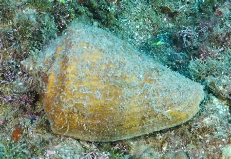 Eastern Pacific Giant Conch From Bahía De Loreto Loreto Mx Bs Mx On