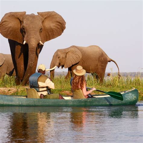 Experience A Zambezi River Canoe Safari Art Of Safari