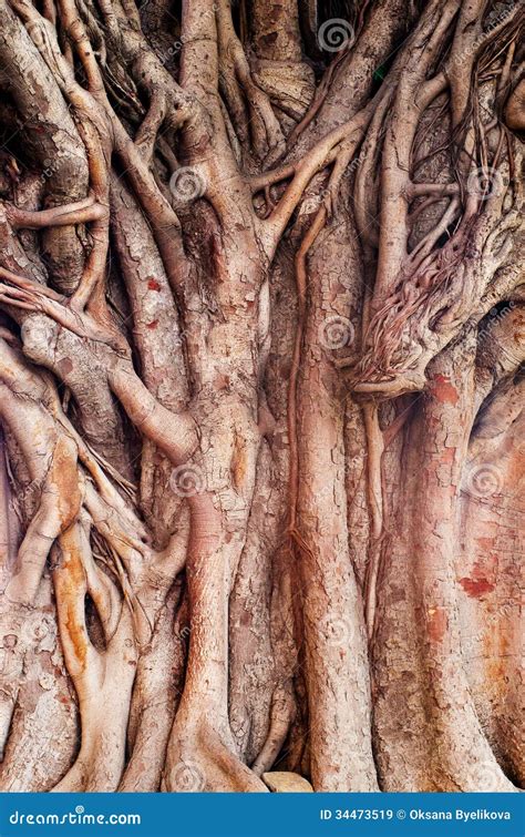 Background Image Of A Tropical Banyan Tree Ficus Benghalensis Stock