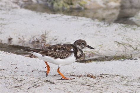 Ruddy Turnstone Arenaria Interpres Picture Bird