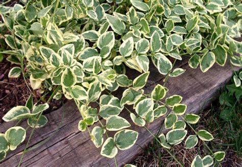 Vinca Vine Major Variegated – Green Valley Garden Centre