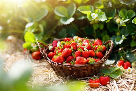 Fragole proprietà benefici e usi in cucina