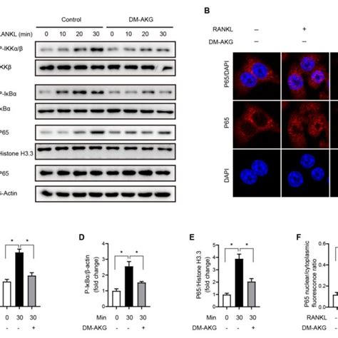 Dm Akg Inhibits Rankl Induced Nf B Activation In Raw Cells A