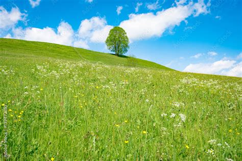 Fr Hlingswiese Mit Einen Einzelnen Baum Im Allgau Stock Foto Adobe Stock