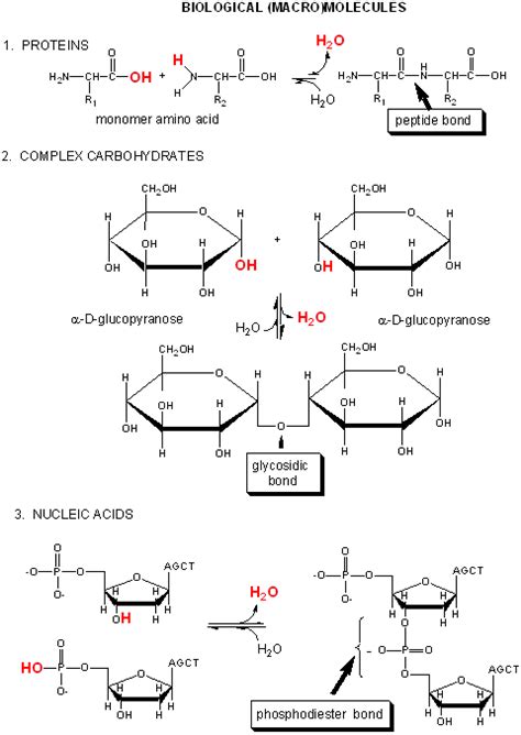 What Is The Basic Structure Of Carbohydrates Lipids And Proteins