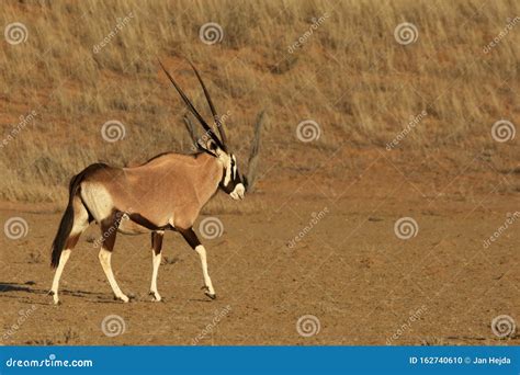 The Gemsbok Or Gemsbuck Oryx Gazella Standing On The Sand Stock Photo