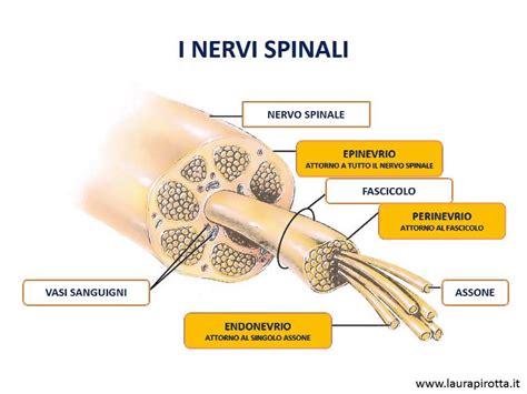 19 I Nervi Spinali E I Plessi Youtube