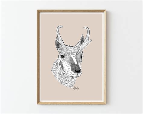 Pronghorn Antelope Drawing