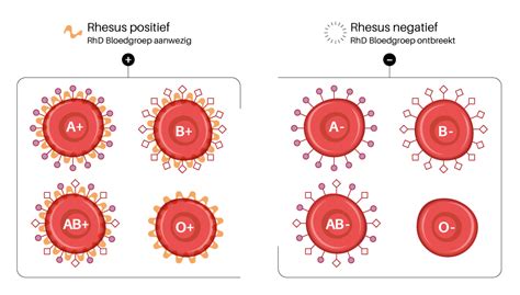 Wat Is Een Rhesusfactor Sanquin