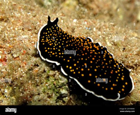 Gold Dotted Flatworm Thysanozoon Sp Taking In Red Sea Egypt Stock