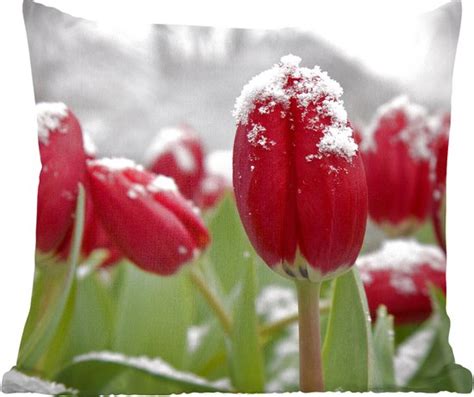 Sierkussen Rode Tulpen In De Sneeuw Multicolor Cm X Cm