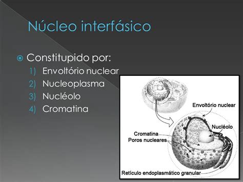 O Núcleo ppt carregar