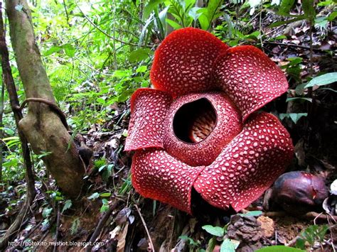 mengenal hewan  tumbuhan nama ilmiah bunga rafflesia