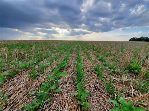 How To Drought Proof Your Illinois Farm SoyInnovator