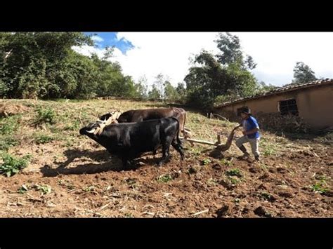 Un D A Trabajado En La Chacra Cultivo De Tierra Para Sembrar Ma Z