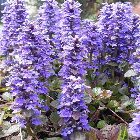 Ajuga Reptans Braunherz