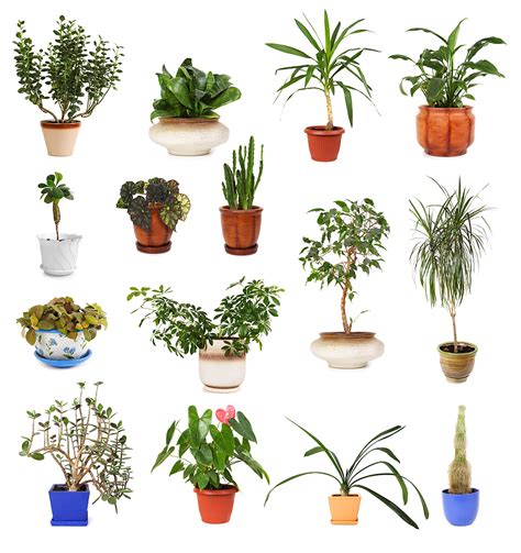 Plants - Floral Sunshine