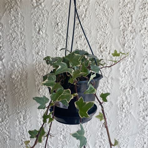 Hedera Helix Variegata Basket 140 Mm Botanical Creations