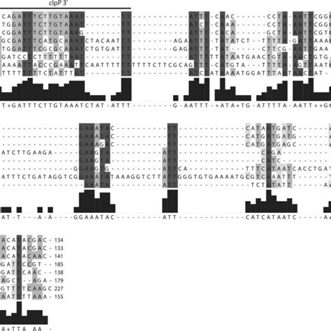 Alignment Of The ClpPrps12 Intergenic Regions In Various Embryophtes