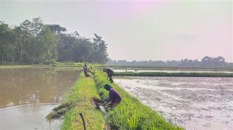 Babinsa Koramil 406 04 Muara Lakitan Dan Warga Gotong Royong Bersihkan