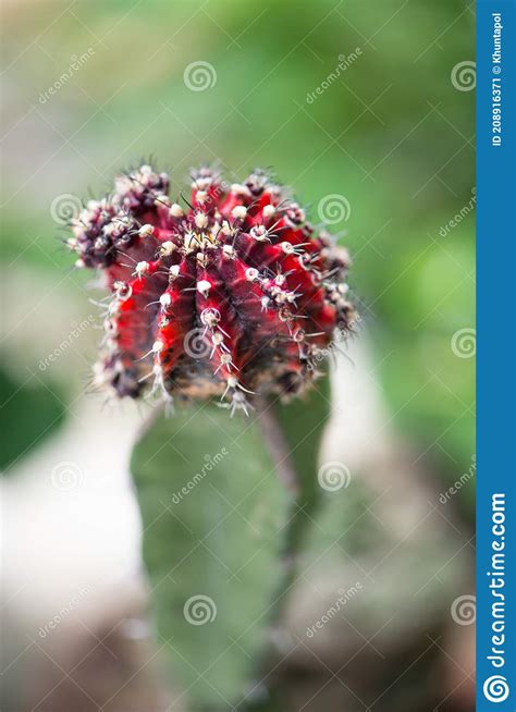 Gymnocalycium Sp Cactus In Garden Stock Image Image Of Gardening