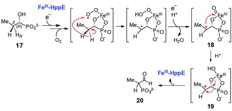 Figure S3 Proposed Mechanism For The Hppe Catalyzed 12 Phosphono