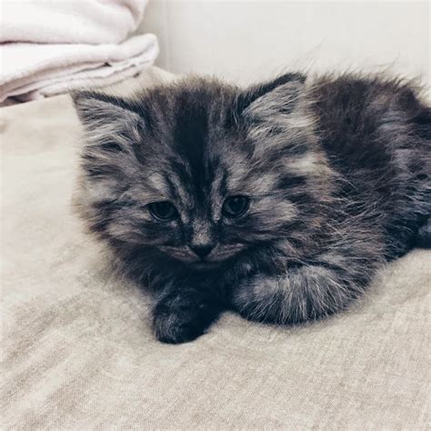 Smokey - The Cat Of Dubai - AlGhurairRayhaanandArjaanRotana