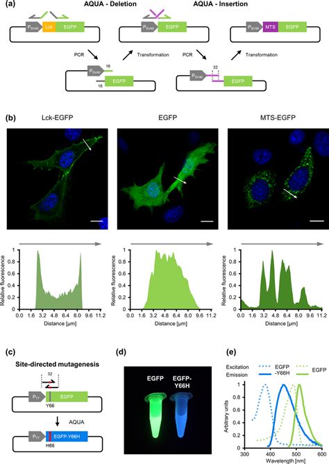 Site Directed Mutagenesis With Aqua Cloning Deletion Insertion And