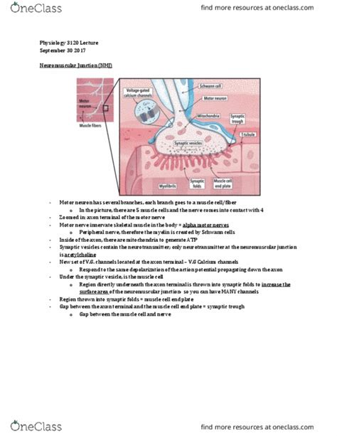 Physiology Lecture Notes Spring Lecture Neuromuscular