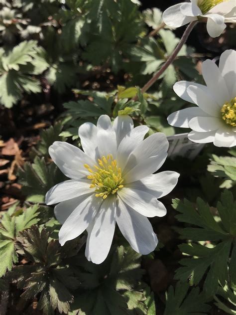 Anemone Blanda Splendour The Beth Chatto Gardens