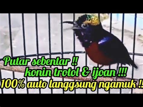 PANCINGAN KOLIBRI NINJA GACOR NYERECET SAMBUNG TEMBAKAN CILILIN Cocok