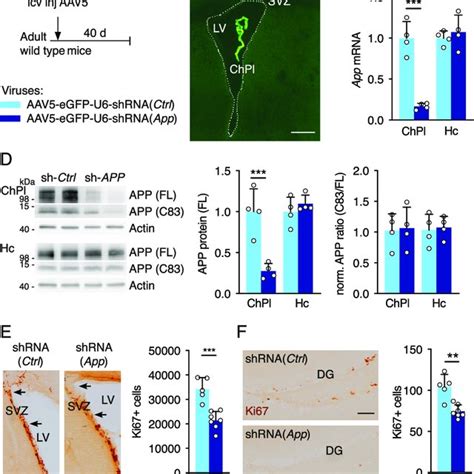 Knock Down Of Choroid Plexus App Expression Reduces Cell Proliferation